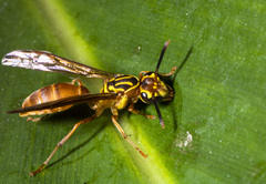 Myrapetra