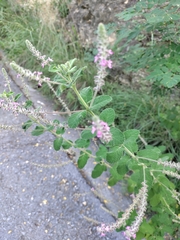 Aloysia macrostachya
