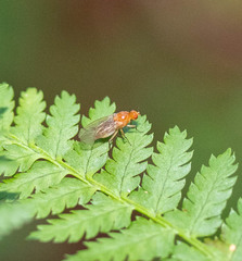 Sphaeroceroidea