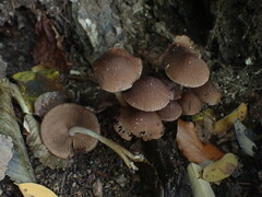 Psathyrella piluliformis