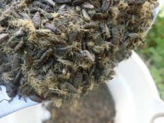 Anthocoridae