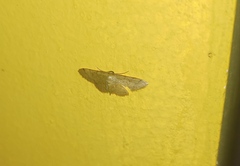Idaea straminata