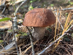 Leccinum