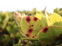 Arctostaphylos imbricata