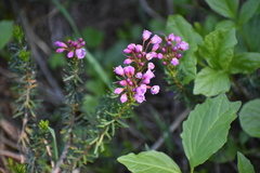 Phyllodoce empetriformis