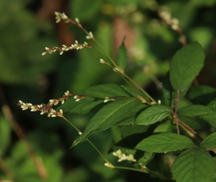 Persicaria mitis