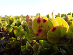 Arctostaphylos imbricata