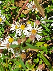 Lasioglossum fuscipenne