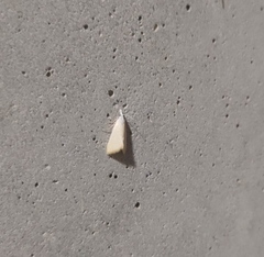 Scirpophaga