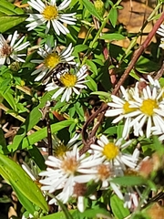 Lasioglossum fuscipenne