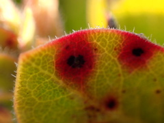Arctostaphylos imbricata