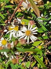 Lasioglossum fuscipenne