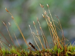 Ditrichum heteromallum