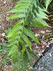 Dryopteris clintoniana