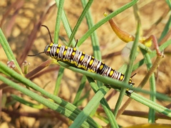 Danaus chrysippus orientis