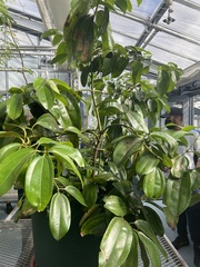 Cinnamomum verum