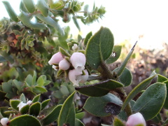 Arctostaphylos imbricata