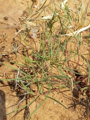 Asclepias stellifera