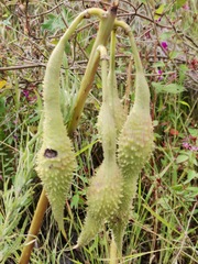 Erythrina leptorhiza