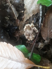 Craterellus undulatus