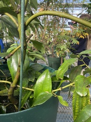 Cinnamomum verum
