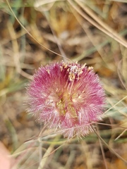 Gerbera viridifolia