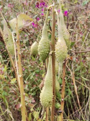 Erythrina leptorhiza