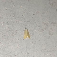 Scirpophaga