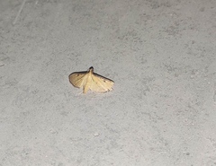 Cnaphalocrocis