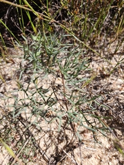 Pelargonium anethifolium