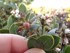 Arctostaphylos imbricata