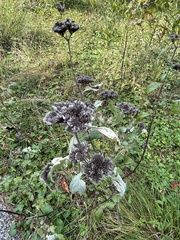 Pycnanthemum incanum