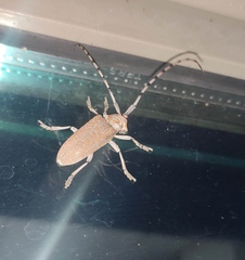 Celosterna scabrator