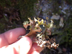 Tuckermanopsis subalpina