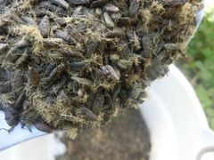 Anthocoridae