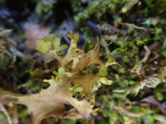 Tuckermanopsis subalpina