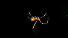 Argyrodes