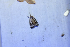 Chrysanympha formosa