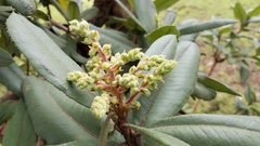 Arbutus occidentalis