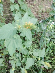 Malvastrum americanum