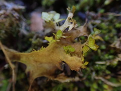 Tuckermanopsis subalpina