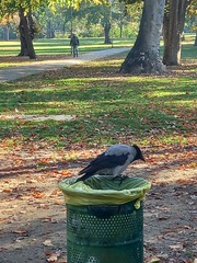 Corvus cornix