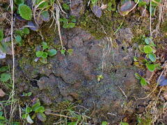 Protopannaria pezizoides