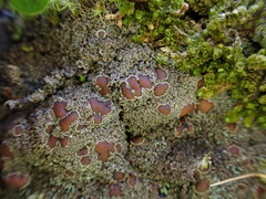 Protopannaria pezizoides