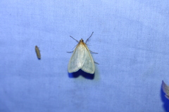 Sitochroa dasconalis