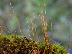 Ditrichum heteromallum