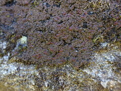 Protopannaria pezizoides