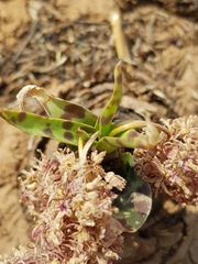 Ledebouria