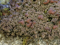 Protopannaria pezizoides