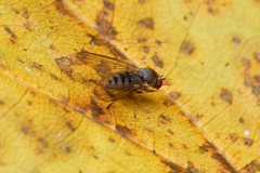 Lindneromyia